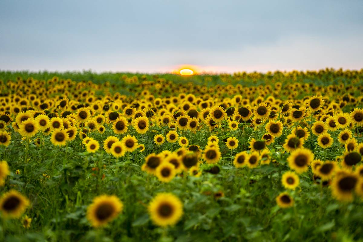 North Fork Potato Chips Sunflower Maze Field