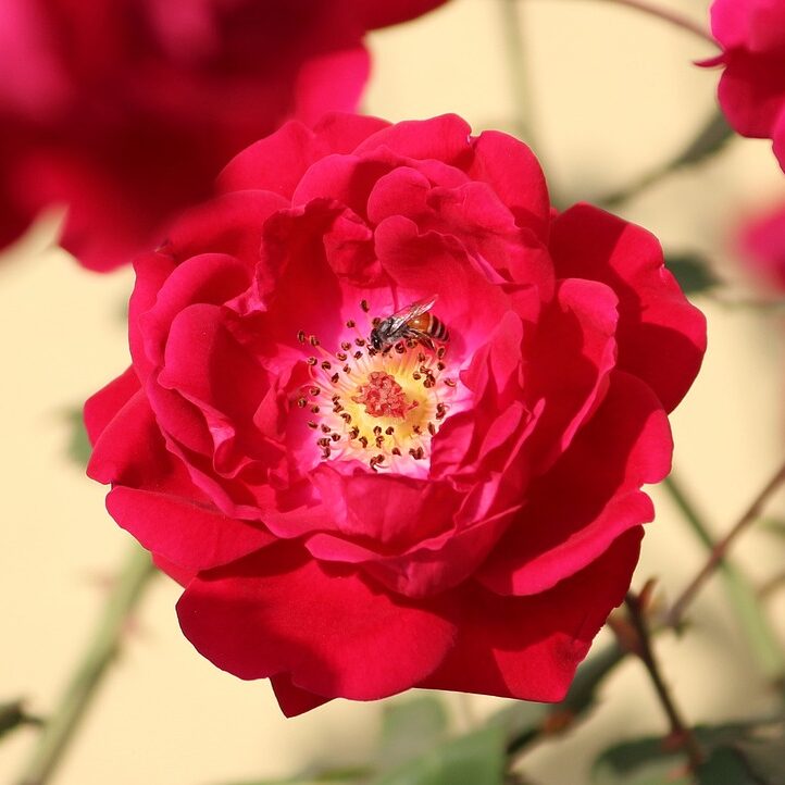 Red Rose and Honey - Bee on Rose - North Fork Chips