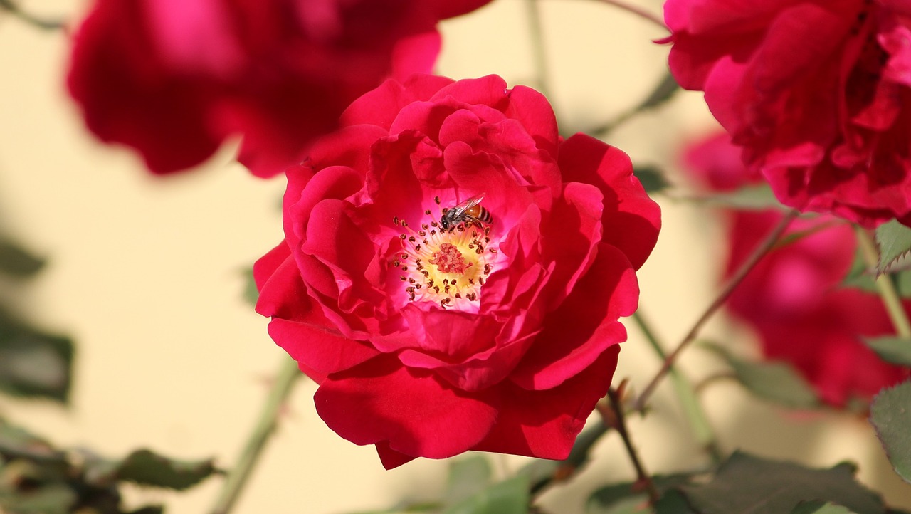 Red Rose and Honey – Bee on Rose – North Fork Chips Red Rose and Honey - Bee on Rose - North Fork Chips
